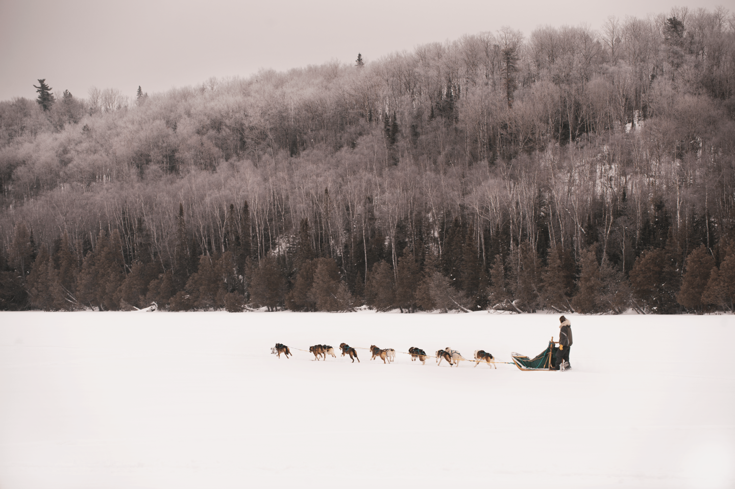 Dog sledding
